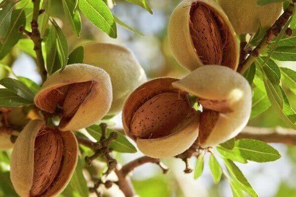 Hạt quả Hạnh nhân - Tên tiếng Anh Almonds
