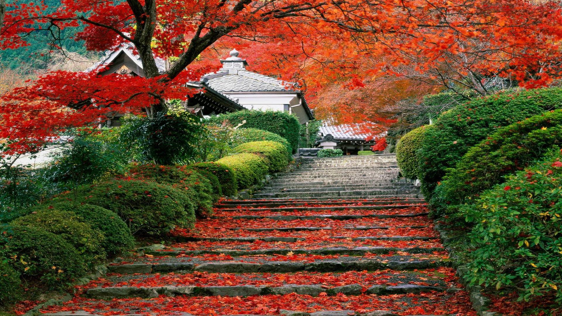 Cảnh đẹp con đường lá phong đỏ tại Nhật