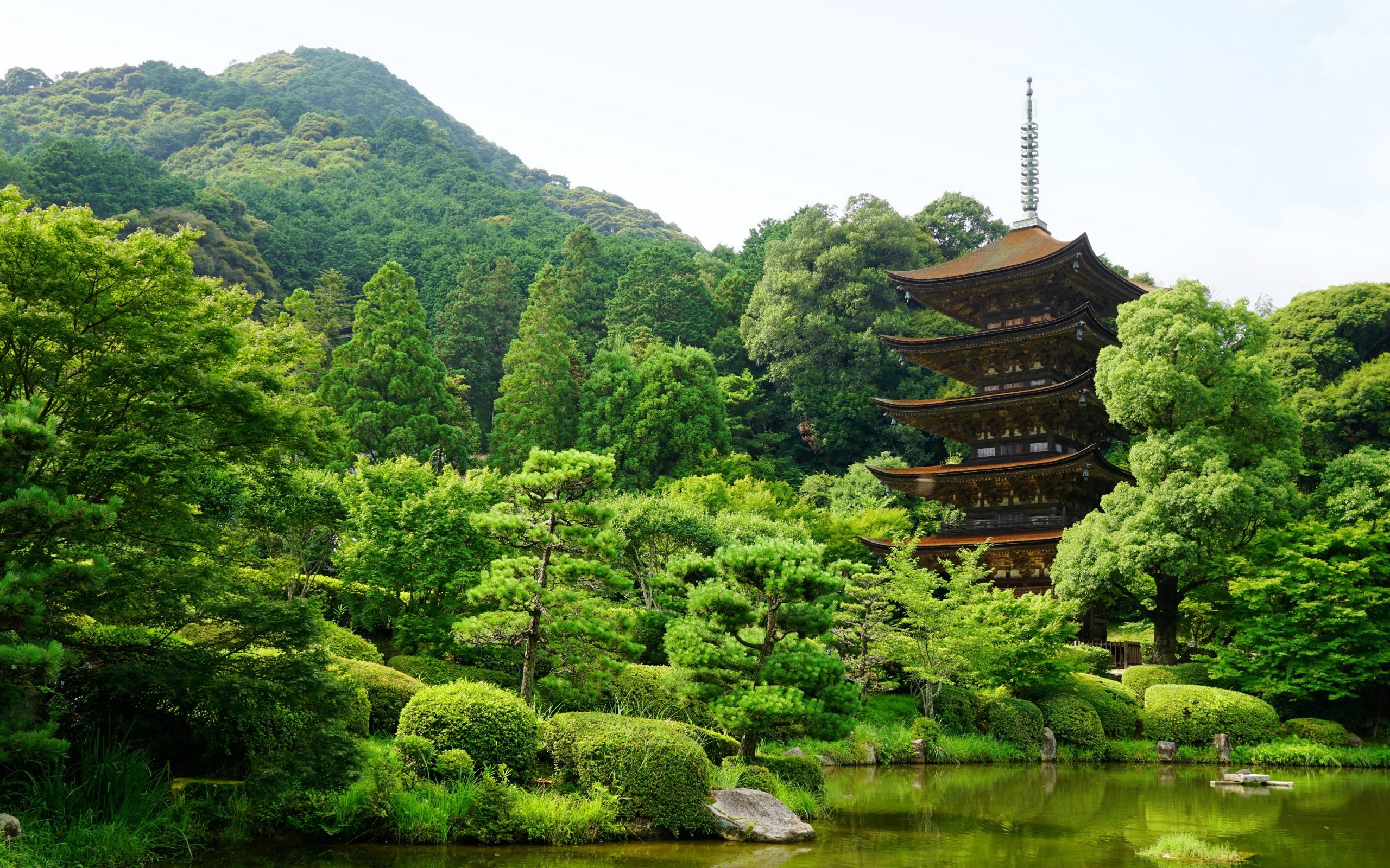 Cảnh đẹp núi rừng xanh tươi mơn mởn tại Nhật