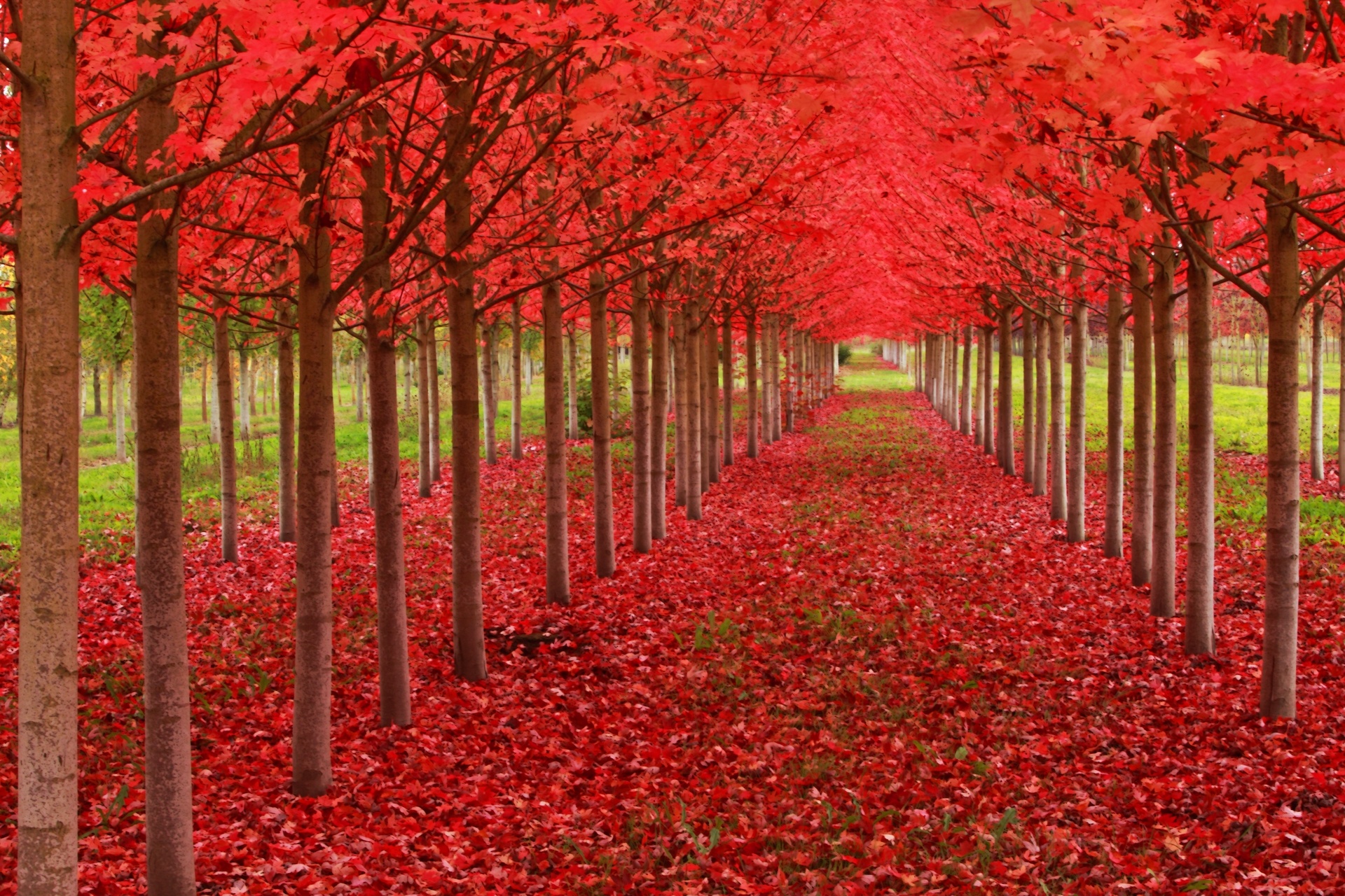 Hình ảnh đẹp về cây lá đỏ