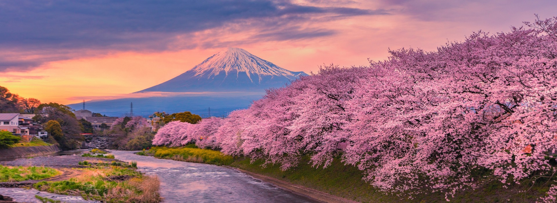 Hoa anh đào núi Phú Sĩ ở Nhật