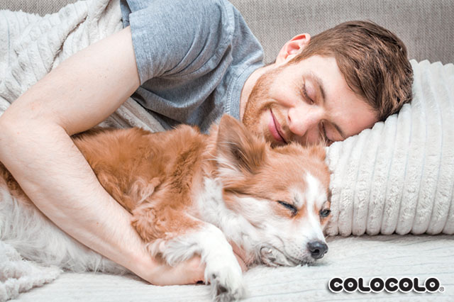 Tại sao chó thích ngủ với người? Có nên cho chó ngủ chung giường?