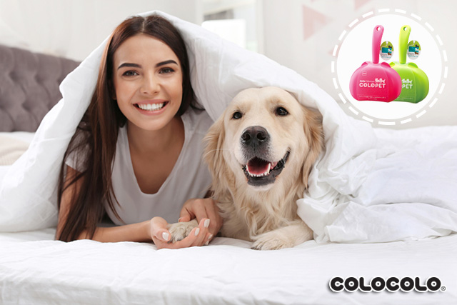 Tại sao chó thích ngủ với người? Có nên cho chó ngủ chung giường?