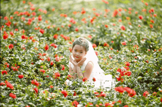 Những hình ảnh đẹp tại vườn hoa Mãn Đình Hồng (ảnh ST)