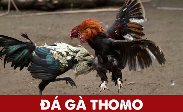 trường gà thomo